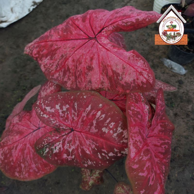 Bibit dan anakan remaja Keladi / Caladium "AC ANJANI" - keladi hias hybrid / Keladi  Thailand import