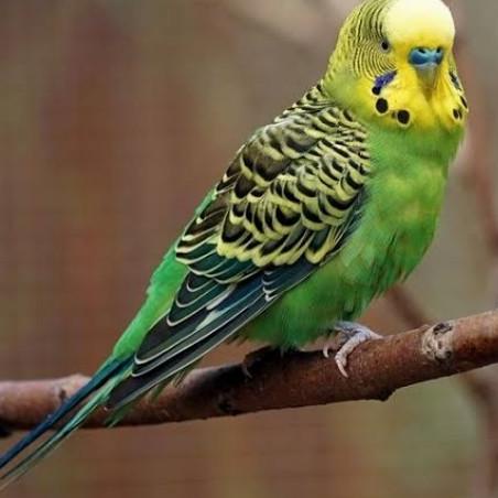 BURUNG PARKIT HIJAU DEWASA SEPASANG PILIHAN
