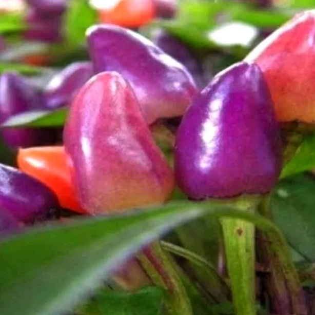 5 Bibit biji/benih Cabe/cabai hias bulat lilin ungu/cabePurple candle