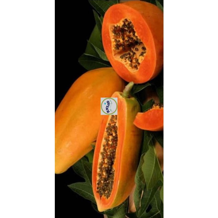 Benih Pepaya Calina / California Ipb Isi 250 Butir Pkht Ipb