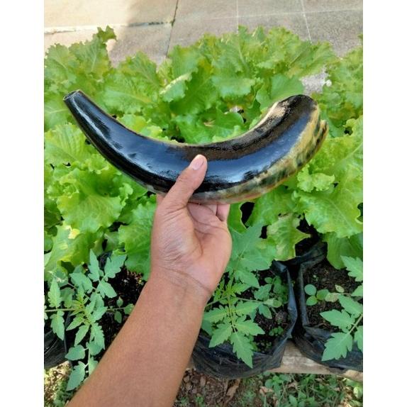 Promo Akhir Tahun Shofar Ram Trompet Sangkakala Asli Tanduk Shofar Tanduk Sale