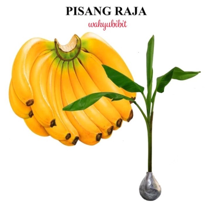 bibit tanaman buah pisang raja benih pohon di dalam pot tabulampot EE44