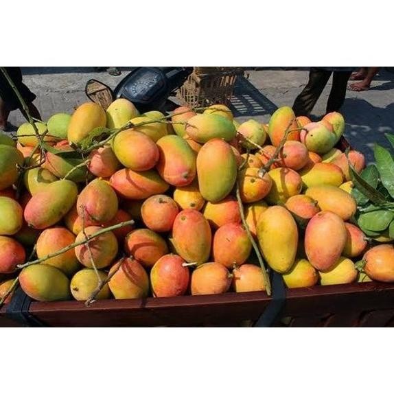 BIBIT TANAMAN BUAH MANGGA PODANG KEDIRI BEST EE44