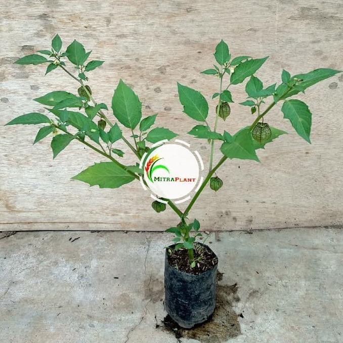 TERLARIS Bibit Tanaman Ciplukan Pohon Ciplukan Bibit Buah Ciplukan EE44