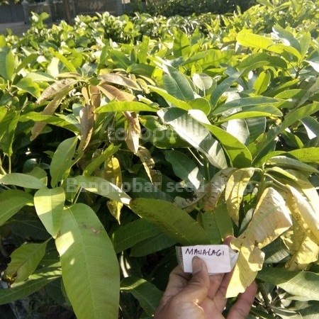 Bibit tanaman buah mangga manalagi madu super VIRALL