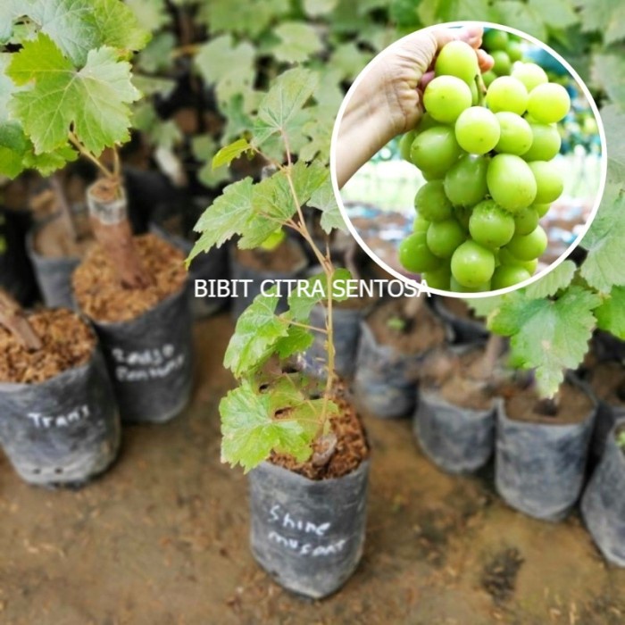 READY Bibit Tanaman Buah Anggur Hijau Shine Muscat Impor Jepang Unggul