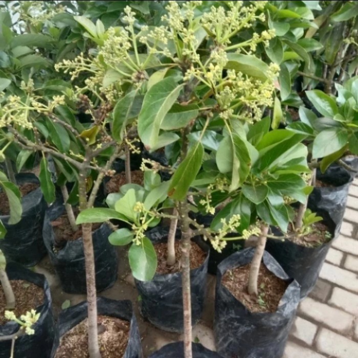 MXX bibit tanaman buah alpukat kondisi berbunga (jenis aligator dan kelud)