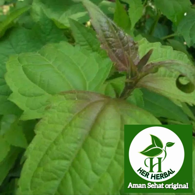 

Daun herbal Balakacida segar fresh petik 1kg