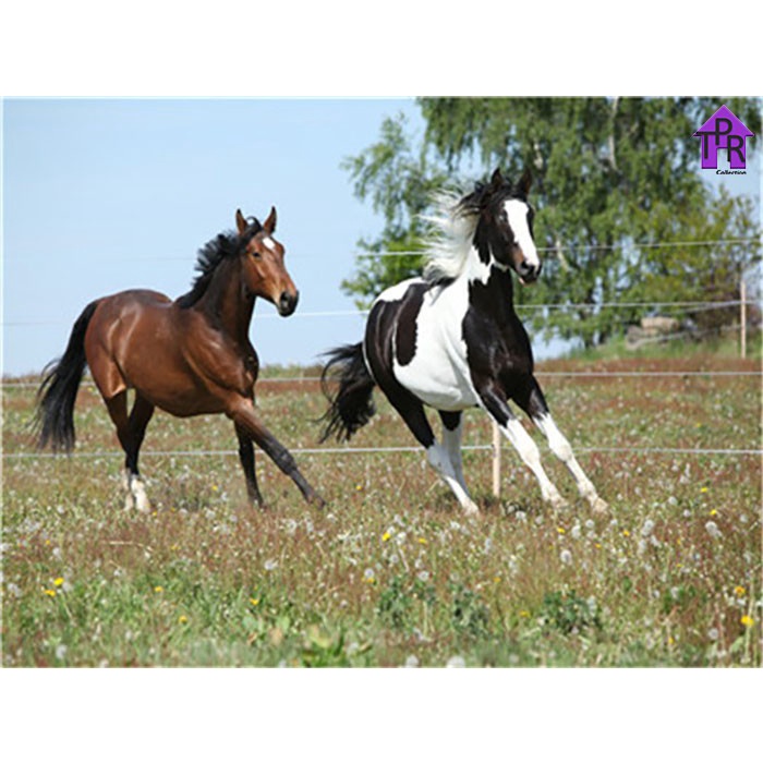 

Diy - Set Melukis / Paint By Number Kit - Animal 40X50Cm. Part-5