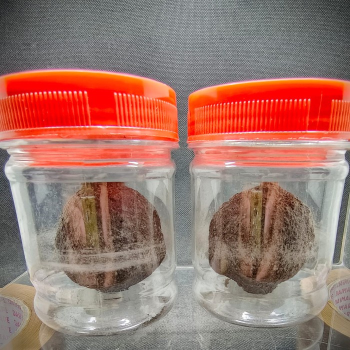 [Baru] Lophom Jumbo Ajhan Tim 2020 Limited