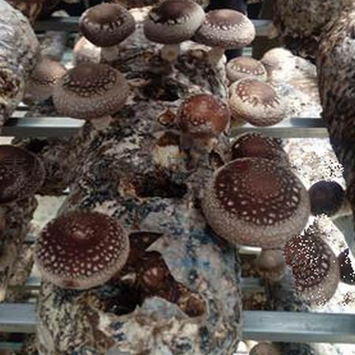 

Best - Bibit jamur shitake F2 !