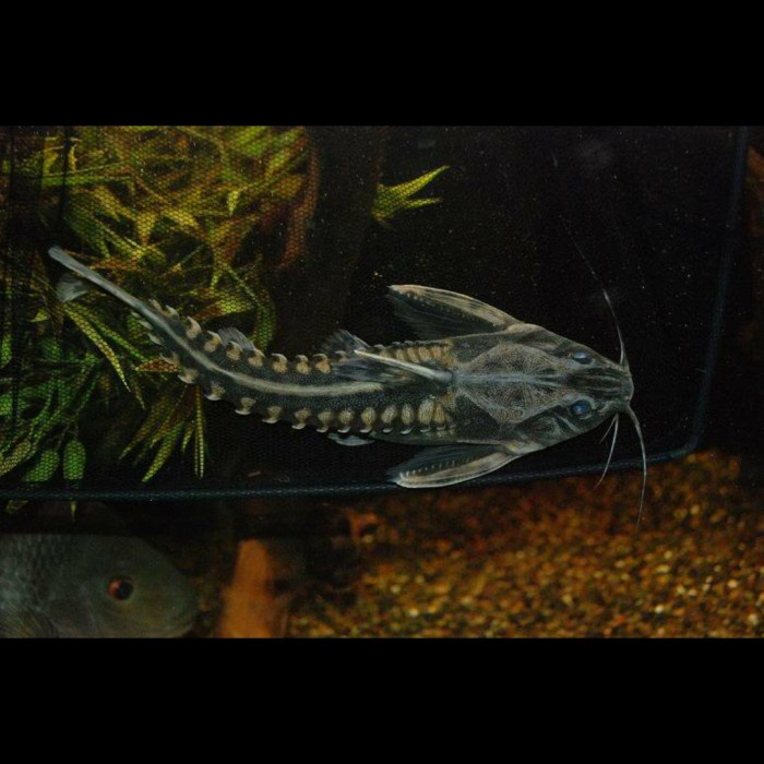 Promo Hiasan Aquarium Irwini Catfish