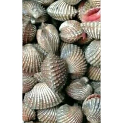 

kerang dara segar