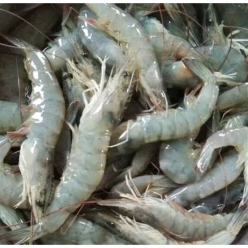 

udang vaname segar besar