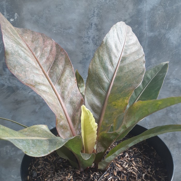 [New Ori] Pink Hokeri Varigata Ukuran Sedang Terbatas