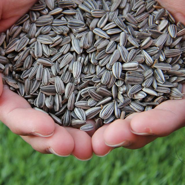 Kuaci Matahari [Asin] 1Kg