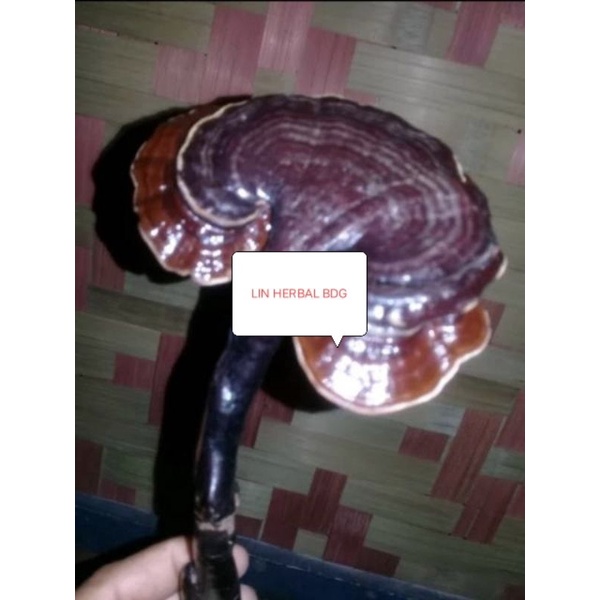 

Jual Jamur Hutan Liar Jamur Lingzhi Atau Jamur Ganoderma Freah