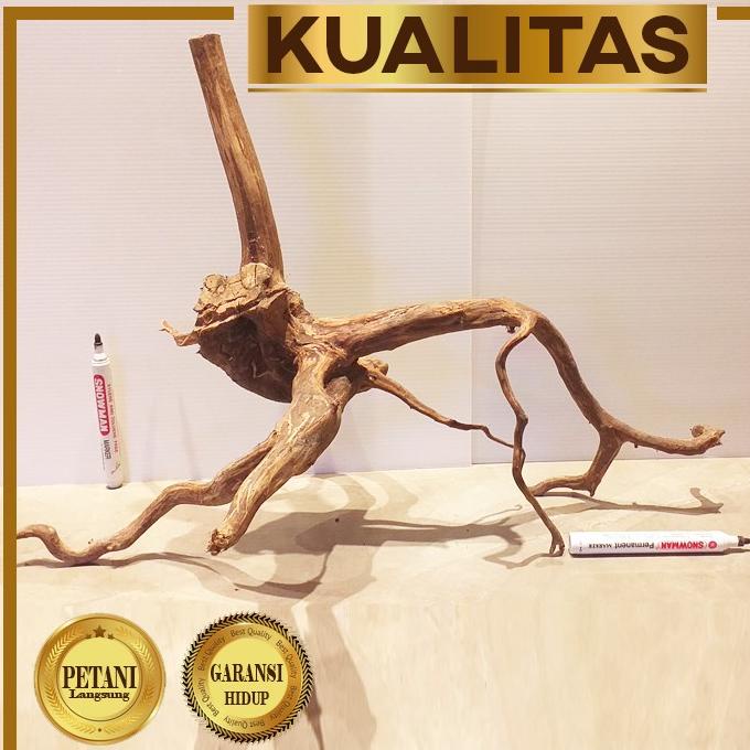 Kayu Aquascape Akar Santigi XL Paduan Tanaman Hias Aquarium Indah