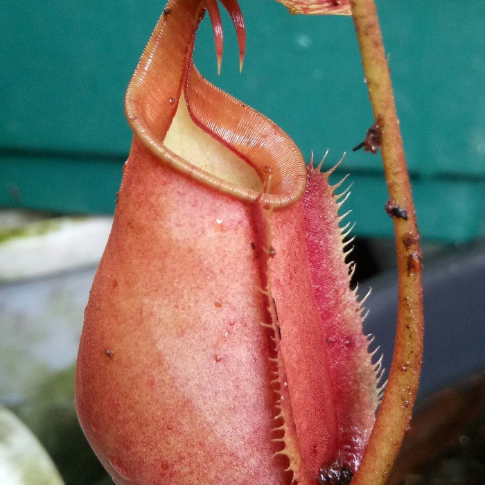 Terbaru Bicalcarata/Nepenthes/Kantong Semar/Tanaman Hias/ Karnivora Promo Terlaris
