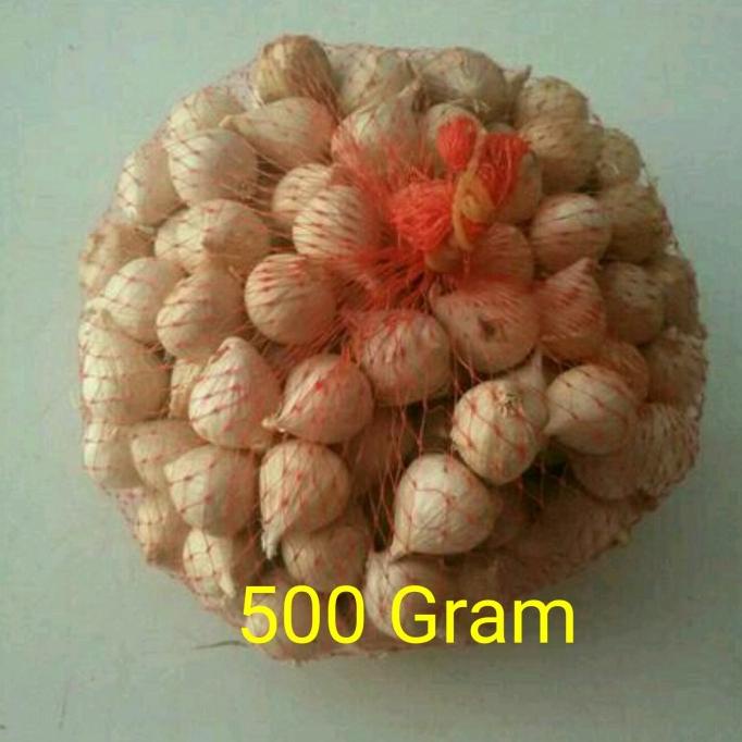 

Bawang Putih Tunggal / Bawang Lanang