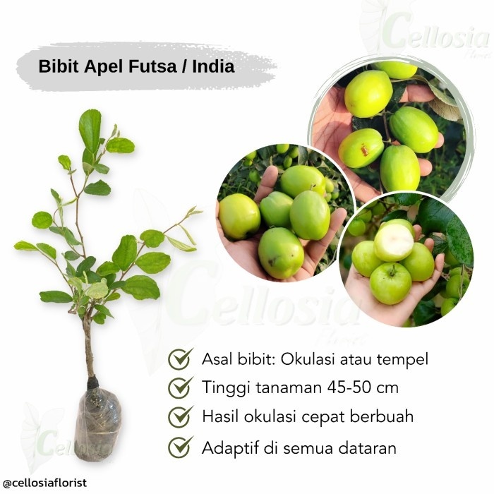 OBBRAALL Bibit Tanaman Buah Apel Putsa / Futsa (Apel India)