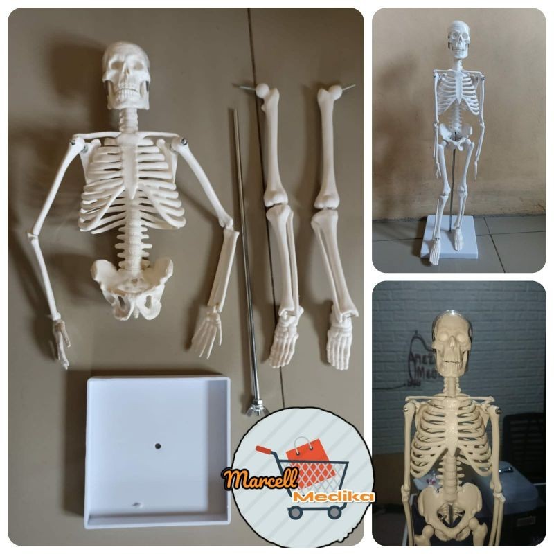 PHANTOM MANEKIN MODEL KERANGKA MANUSIA MINI