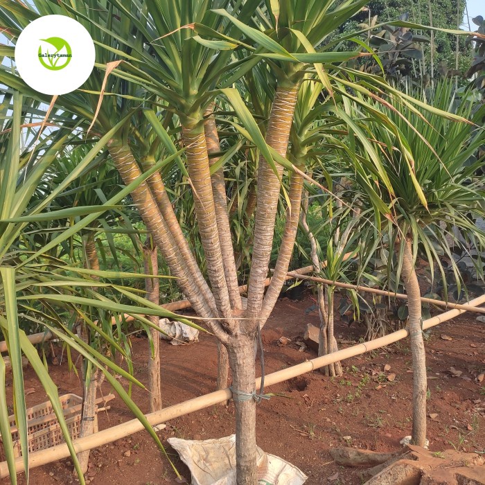 [Baru] Pohon Pandan Bali 2 Meter Batang 7 Sesuai Foto Berkualitas