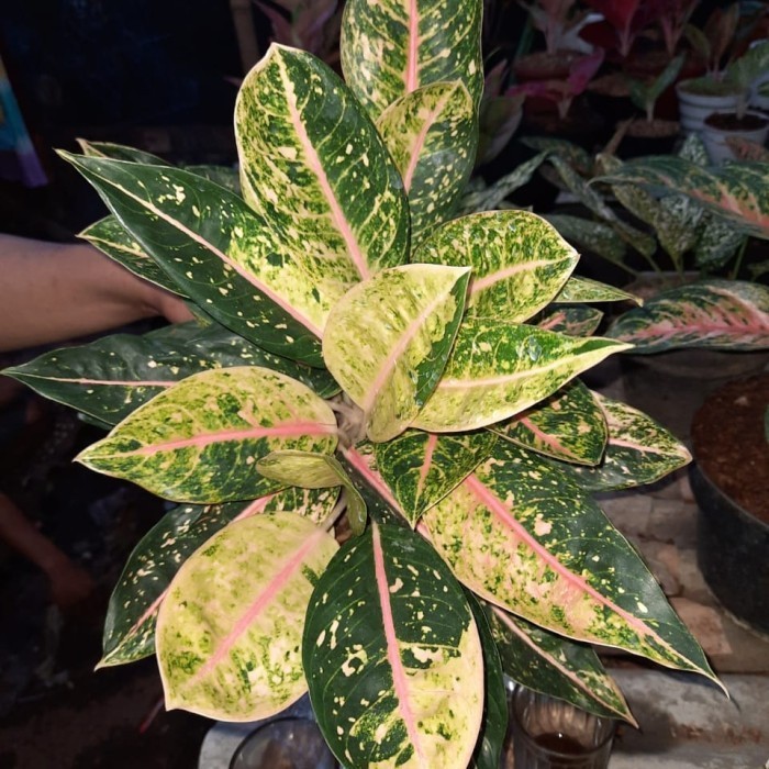 [New] Aglonema Donacarmen Stang Pendek Rumpun 5 Terbaru