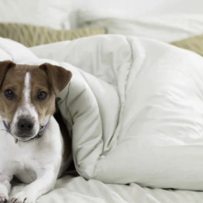 [New Ori] T Force Tourmaline Series Quilt Bed Cover  Selimut Ranjang Limited