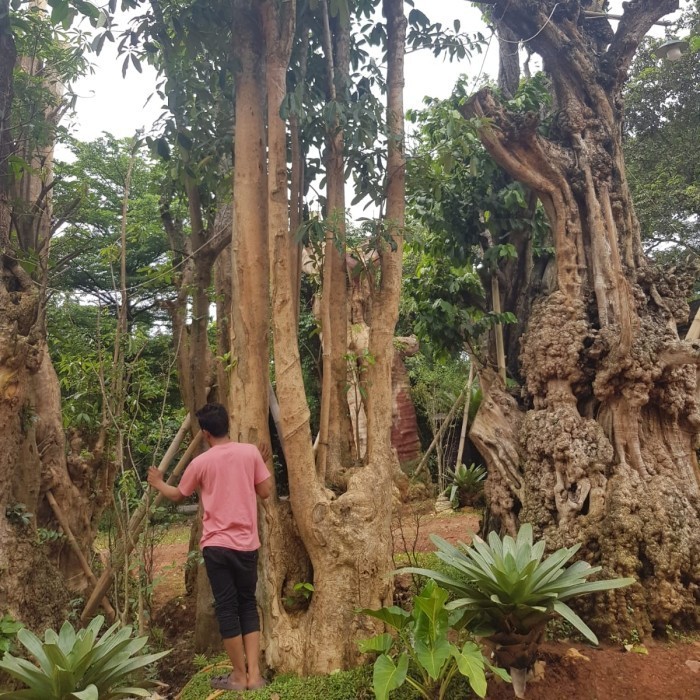 [New] Pohon Pule Gruping / Pule Putih / Batang Besar Terbatas