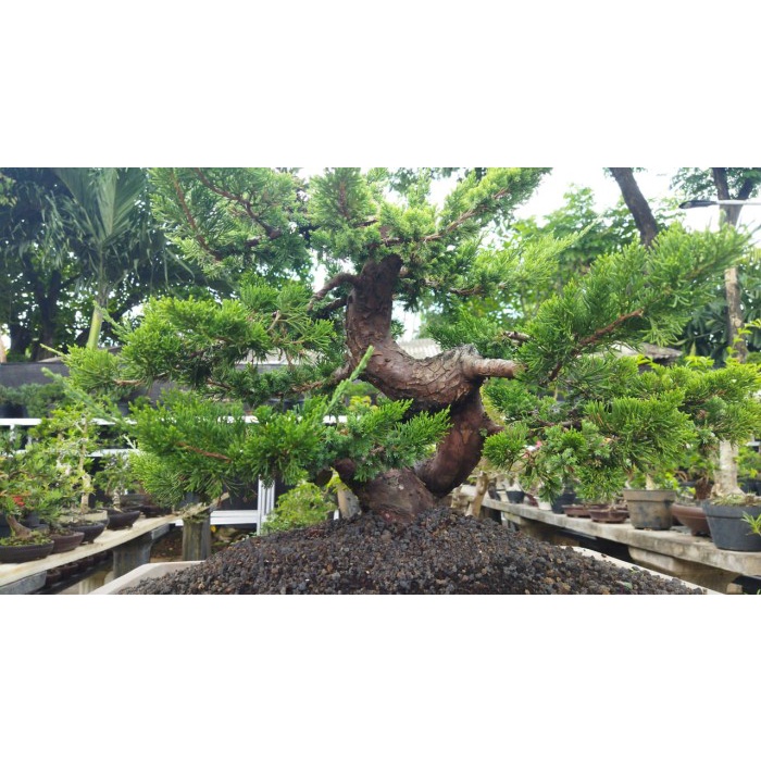 [New] Bonsai Cemara Sinensis Sinencis 5 Berkualitas