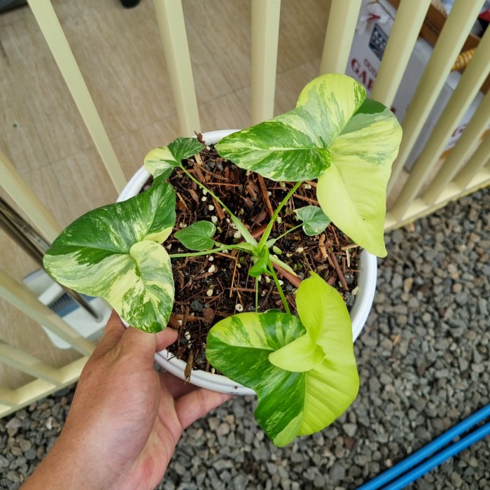 [New] Philodendron Goeldii Var Diskon