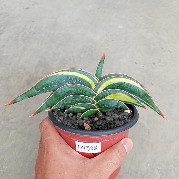 [New] Sansevieria Rorida Varigata C Diskon