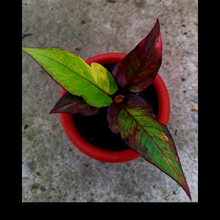 ✅Termurah Anthurium Hokeri Pink Red Samantha  Hybrid  Limited