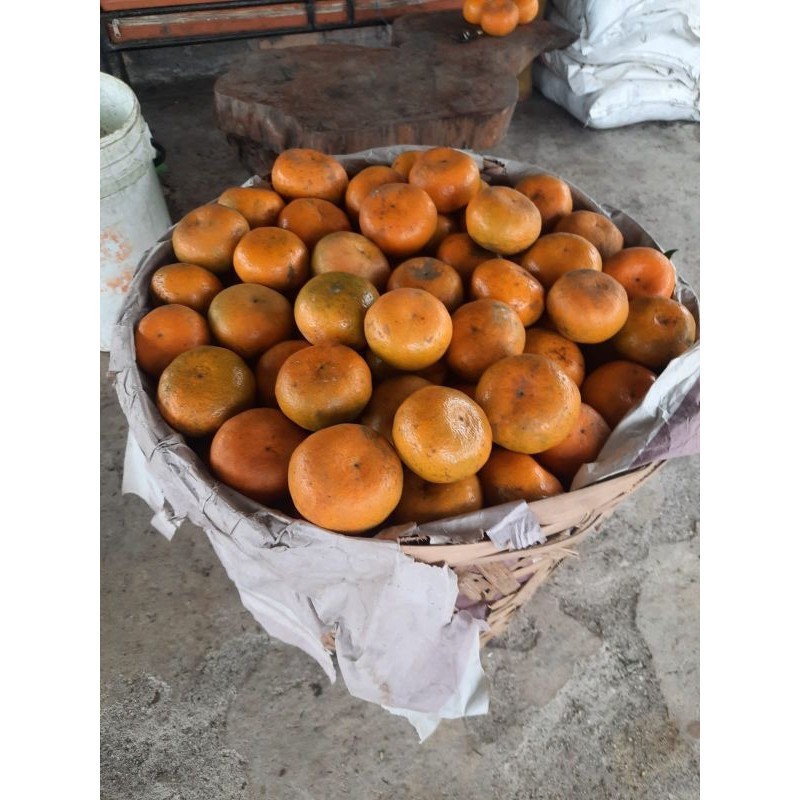 

Jeruk Berastagi Medan, pengambilan min 30 ton