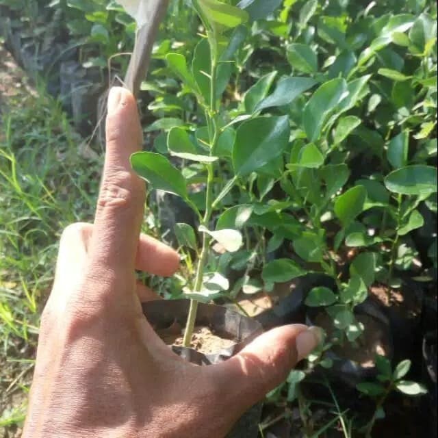 OBRAL TANAMAN Bibit Poho Jeruk Purut - Jeruk Purut - Jeruk Purut Okulasi