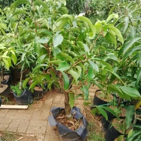 OBRAL TANAMAN Jambu Jamaika asli