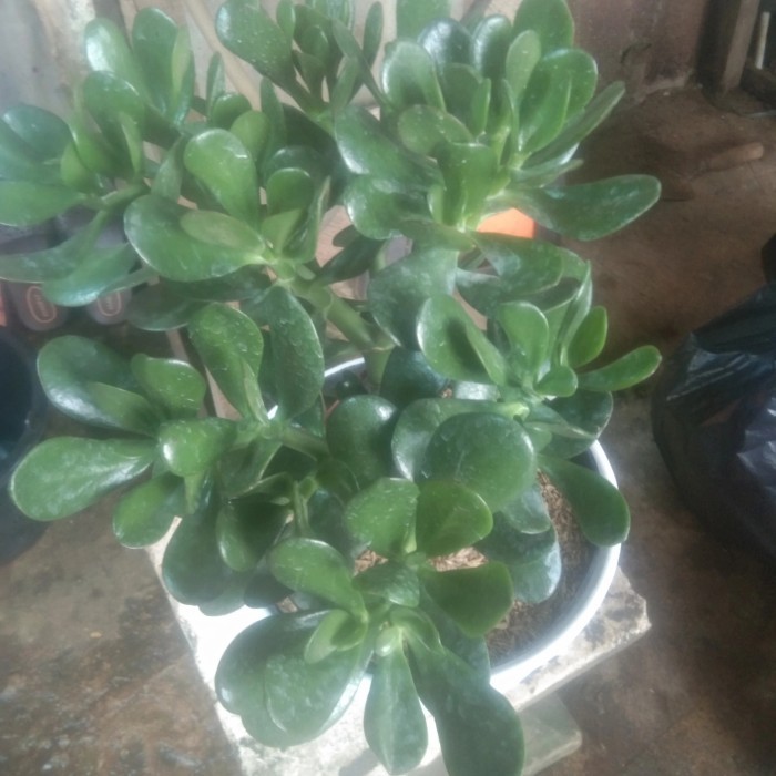 

[Baru] Tanaman Hias Jade Plant Crassula Ovata Jumbo Terbatas