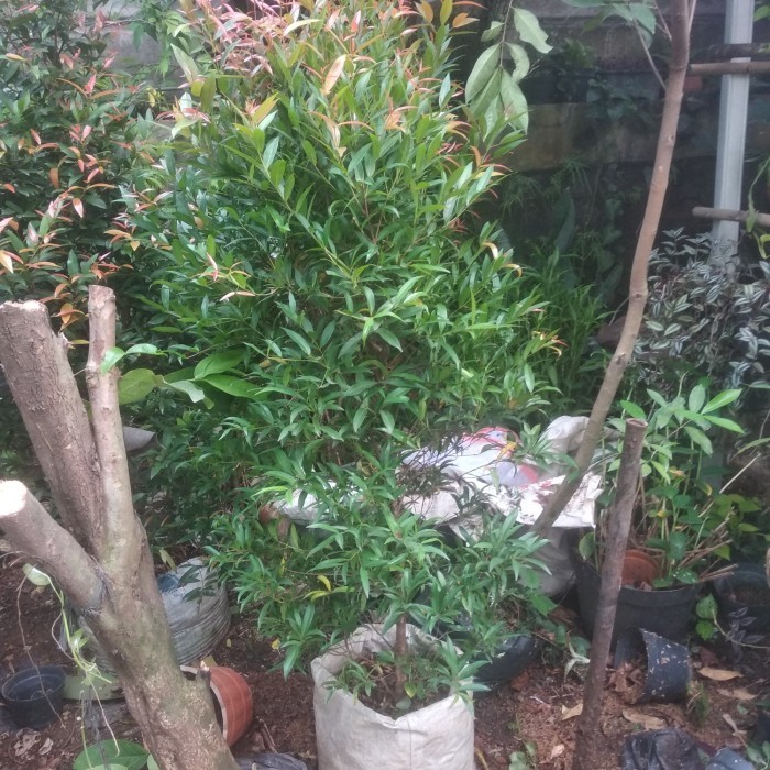 [COD] Pohon Pucuk Merah Besar Diskon