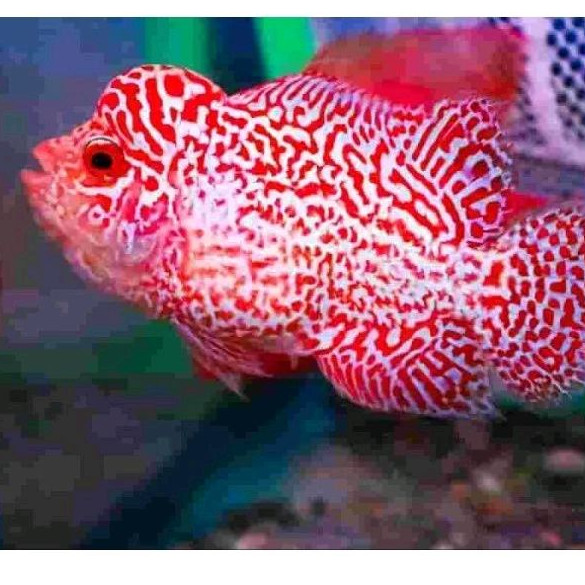 smile69 burayak cencu x gb 2-4