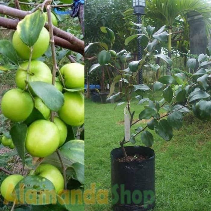 OBRAL TANAMAN Putsa Apel Idia