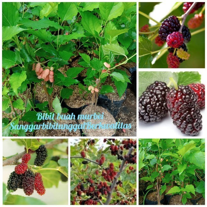 OBRAL TANAMAN Bibit Buah Murbei Poho Murbei Bibit Arbei Bibit Murbei