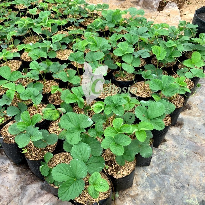 OBRAL TANAMAN Bibit Buah Stroberi Jumbo Stroberi Califoria Cepat Berbuah