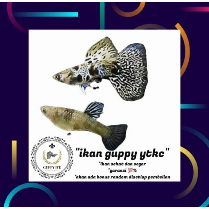 packing styrofoam guppy ytkc