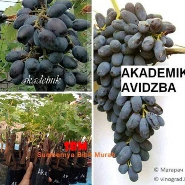 Update Bibit Anggur Akademik / Anggur Impor Akademik