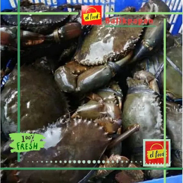 

KEPITING BAKAU SEGAR ±1kg Size Sedang /ELFOOD/Daging/Seafood/Dato