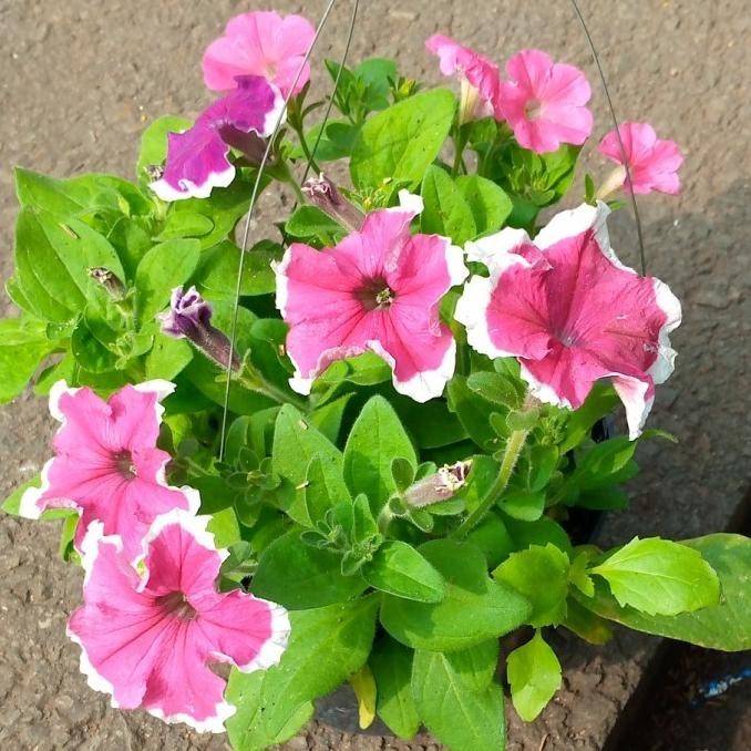 Tanaman Hias Petunia/Bunga Petunia Pot Gantung/Rimbun Dan Berbunga Ganepkuswandarilaris