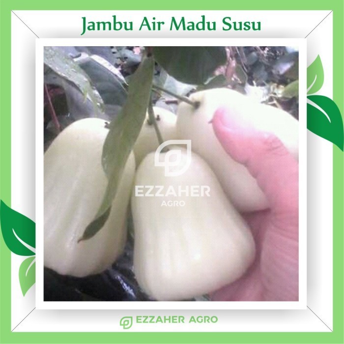 OBBRAALL Bibit Tanaman Buah Jambu Air Madu Susu / Pohon Jambu Air Deli Putih