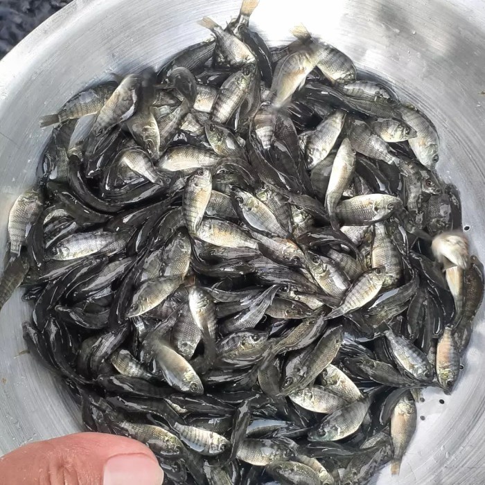 Terlaris Bibit Benih Ikan Mujair Nila Hitam Nirwana 1 Liter - Gratis Pelet Promo Terbaru