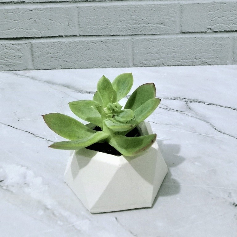 ROCL POT DIAMOND + SUKULEN KAKTUS MINI / POT + EDELWEIS